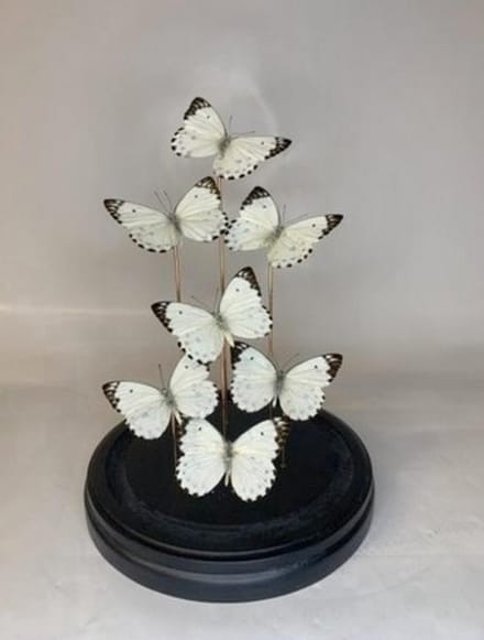 Vlinders in Stolp - Vlinder In Glazen Stolp - Vlinderstolp Glas - Wit - 30 cm