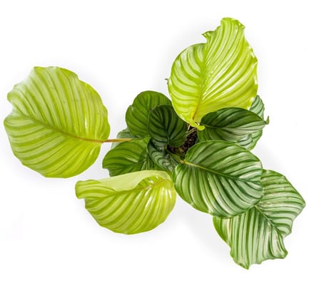 Calathea Orbifolia Ø17cm - 40