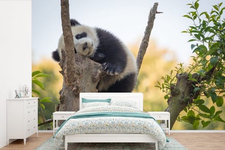 Behang - Fotobehang Panda - Slapen - Dier - Breedte 330 cm x hoogte 220 cm
