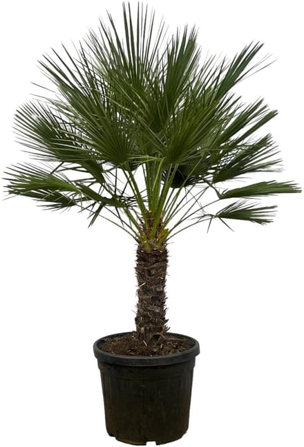 Chamaerops Humilis op stam - 150 cm - Ø45cm