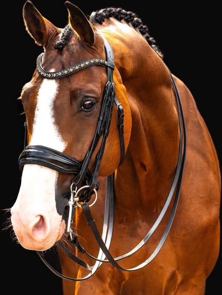 HB SHOWTIME STANG & TRENS HOOFDSTEL ALL YOU NEED Zwart