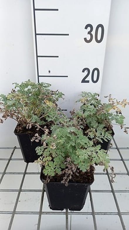 6x Margriet - Tanacetum niveum 'Jackpot' | 9x9 cm pot
