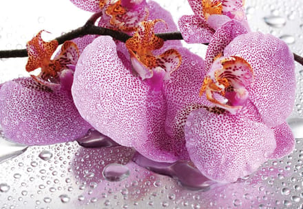 Fotobehang Flowers Orchids Drops | PANORAMIC - 250cm x 104cm | 130g/m2 Vlies