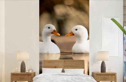 Behang - Fotobehang Eend - Wit - Dieren - Water - Vogel - Eenden - Breedte 120 cm x hoogte 240 cm