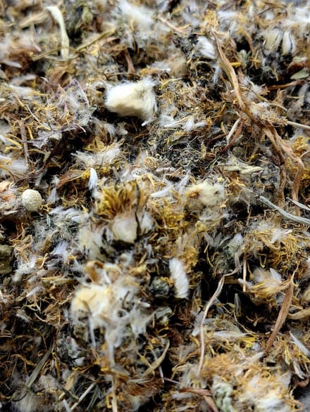 Paardenbloem bloesem (Taraxacum officinale)75g