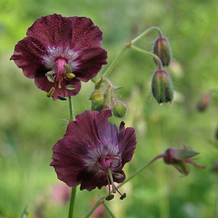 6 x Geranium Phaeum - Donkere Ooievaarsbek pot 9x9cm