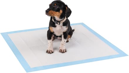 lionto puppy trainingspads, 6-laags & absorberend, 100 stuks, 60x60 cm