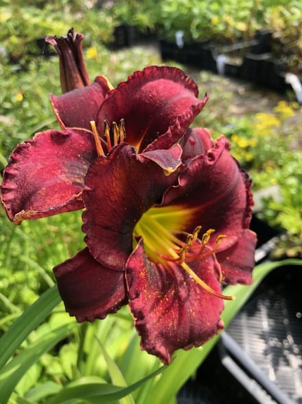 6 x Hemerocallis 'Night Wings' - Daglelie - P9 Pot (9 x 9cm) - Dima Vaste Planten