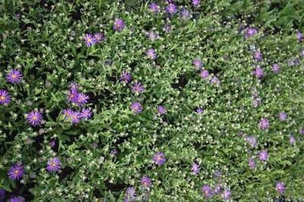 6x Aster - Aster thomsonii | 9x9 cm pot