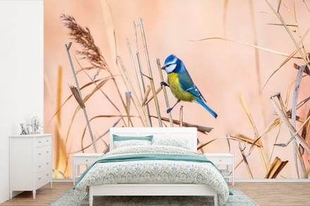 Behang - Fotobehang Vogel - Pimpelmees - Riet - Breedte 390 cm x hoogte 260 cm