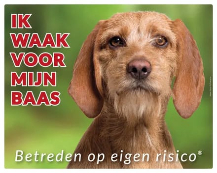 Basset Fauve de Bretange Waakbord