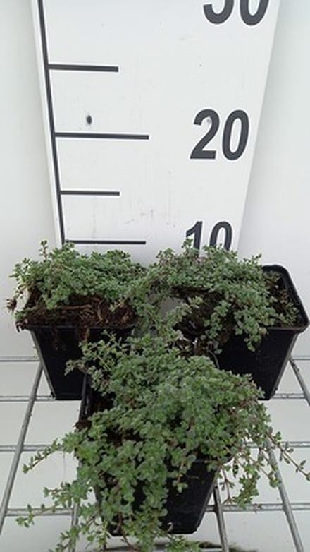 6x Kruiptijm - Thymus praecox 'Pseudolanuginosus' | 9x9 cm pot