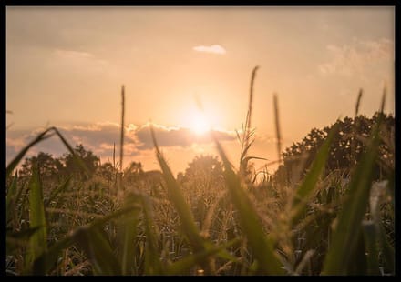 Poster Zonsondergang Maisveld - 30x40 cm - Natuur Poster - WALLLL