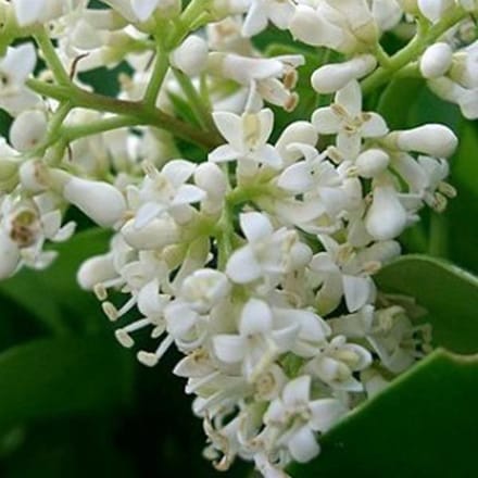 Ligustrum Japonicum - Liguster 60-80 cm in pot