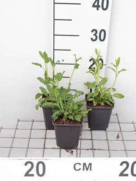 6x Struiksalie - Salvia nemorosa | 9x9 cm pot