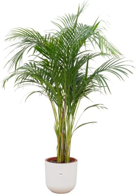 Combi deal - Areca palm inclusief elho Jazz Round wit Ø26 - 140 cm