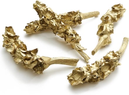 Noten, Fruit En Dennenappels - Palm Female 25-40cm Gold 5pcs