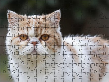 Puzzel Persische Kat | 120 stukjes | Dierenpuzzel | Kattenpuzzel