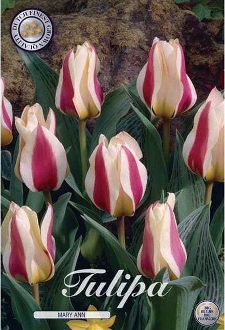 Mary Ann Greigii Tulpenbollen 10 stuks bolmaat 12+