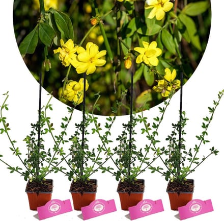 Set van 4 Winterjasmijn - Jasminum nudiflorum - Hoogte 25cm - 9cm pot