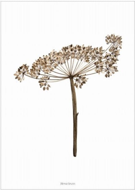 Days of Bloom Poster A3 Berenklauw / Heracleum