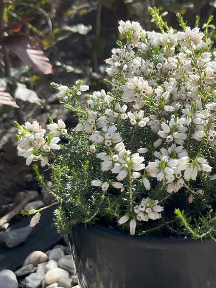 Dopheide Wit - 10 Stuks - Erica cinerea 'Alba Minor' - P9.5 - Plant - Tuinplant - Heide