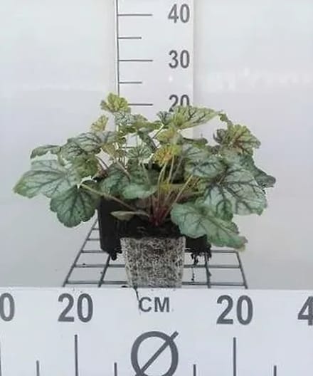 6x Purperklokje - Heuchera hybr. 'Green Spice' | 9x9 cm pot