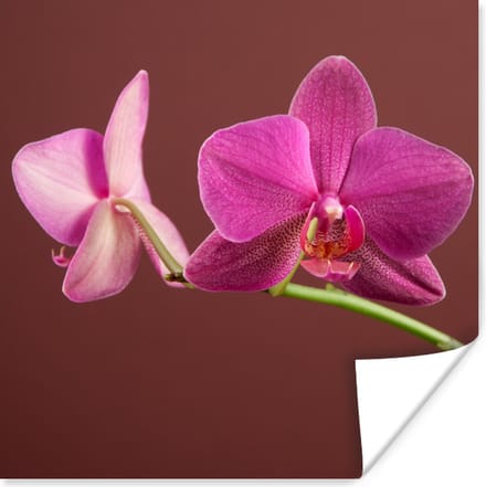 Poster Bloemen - Orchideeën - Roze - 75x75 cm
