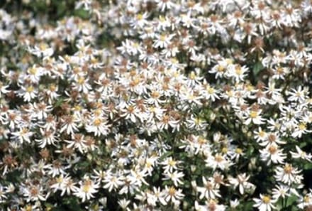 6x Aster - Aster divaricatus | 9x9 cm pot