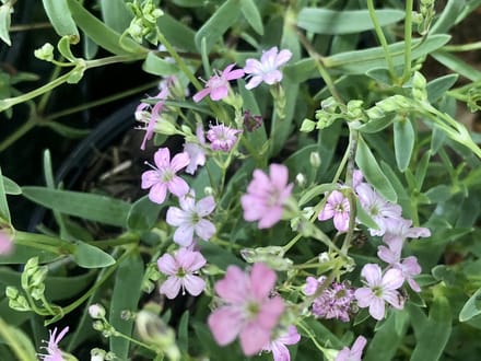 6x Kruipend gipskruid - Gypsophila repens ‘Rosea’ | 9x9 cm pot
