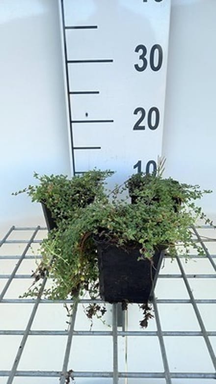 6x Kruiptijm - Thymus praecox 'Pink Chinz' | 9x9 cm pot