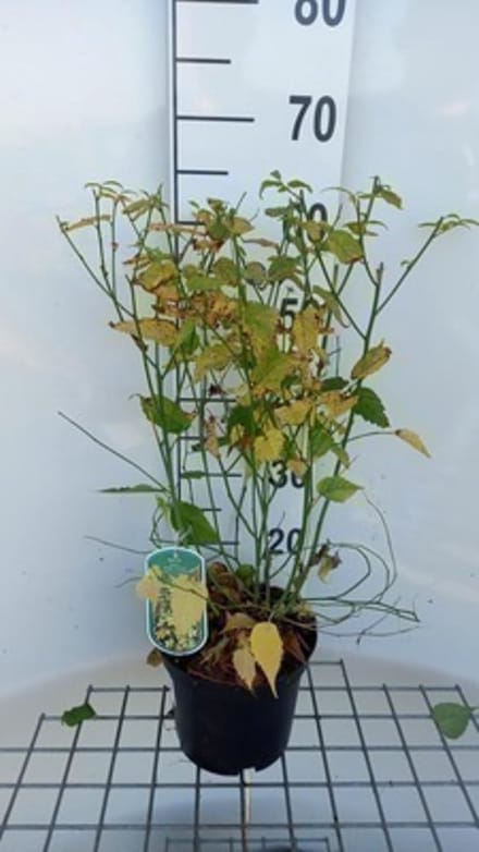 Ranonkelstruik Kerria - Gele struik - Tuin decoreren - Limoengroene twijgen - 40-50 cm - Groen