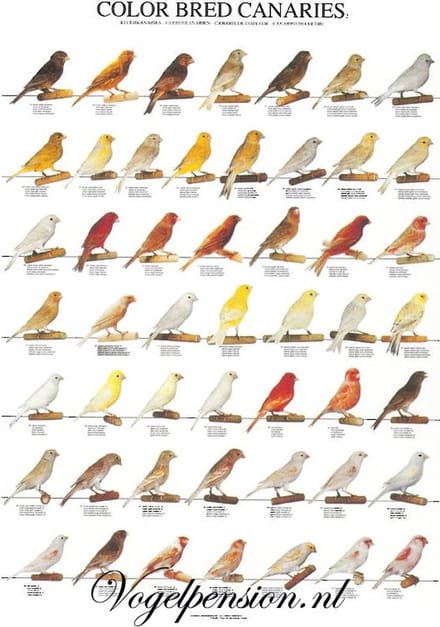 Vogelposter kleurkanaries deel 2 gelamineerd A4 - Vogelposters - Benodigdheden