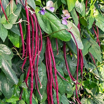 Kouseband zaden - Kouseband Purple Pod