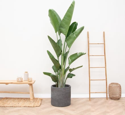 Strelitzia Augusta multi stam XXL hoogte 225cm potmaat 45cm