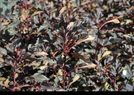 2 x Physocarpus opulif. 'Summer Wine'® - Blaasspirea, Sneeuwbalspirea 40- 60 cm in pot