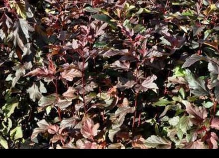 2 x Physocarpus opulif. 'Diable d'or'® ( 'mindia'®) - Blaasspirea, Sneeuwbalspirea 40- 60 cm in pot