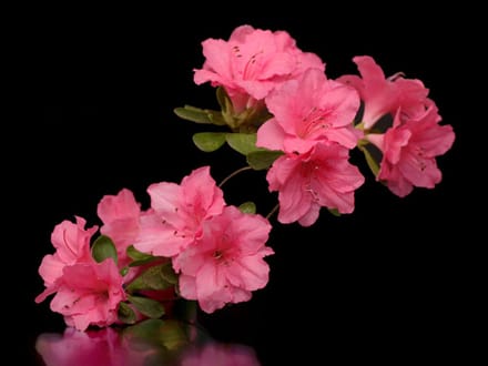 Fotobehang - Azalea in Black.