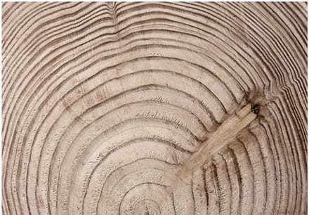 Fotobehang - Wood grain.