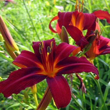 6 x Hemerocallis 'Crimson Pirate'  - Daglelie pot 9x9cm