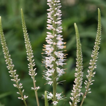 6 x Veronicastrum Virginicum 'Album' - Virginische Ereprijs pot 9x9cm