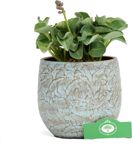 Set van 2 Hosta Blue Mouse Ears - Vaste plant - 13 cm pot