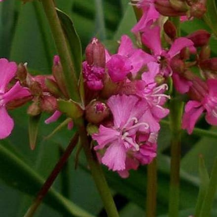 6 x Lychnis Viscaria 'Splendens' - Koekoeksbloem pot 9x9cm