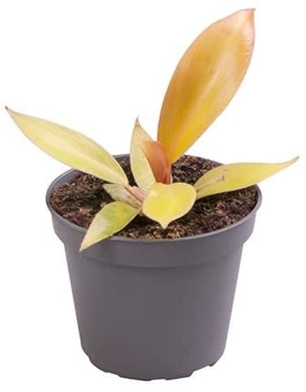 Philodendron Prince of Orange - Hoogte 10cm - Pot 6cm
