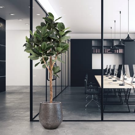 Ficus Elastica Robusta Kunstboom Deluxe 200cm