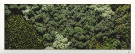 Mos Schilderij 100 x 40 Landscape Wit