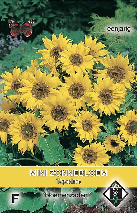 Van Hemert - Zonnebloem Topolino (Helianthus annuus)