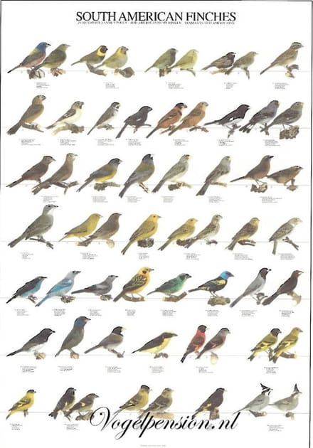 Vogelposter Zuid Amerikaanse Vinken gelamineerd A4 - Vogelposters - Benodigdheden