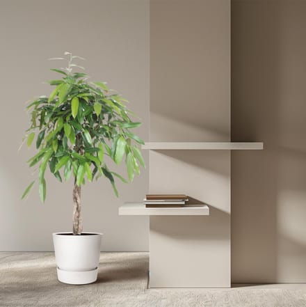 Ficus Amstel King gevlochten stam - 140 cm - ø30