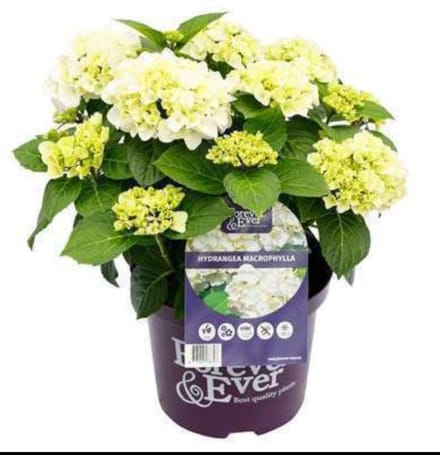 Hydrangea quercifolia - Eikenblad Hortensia 30- 40 cm in pot